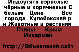 Индоутята взраслые чёрные и коричневые С белым › Цена ­ 450 - Все города, Кулебакский р-н Животные и растения » Птицы   . Крым,Инкерман